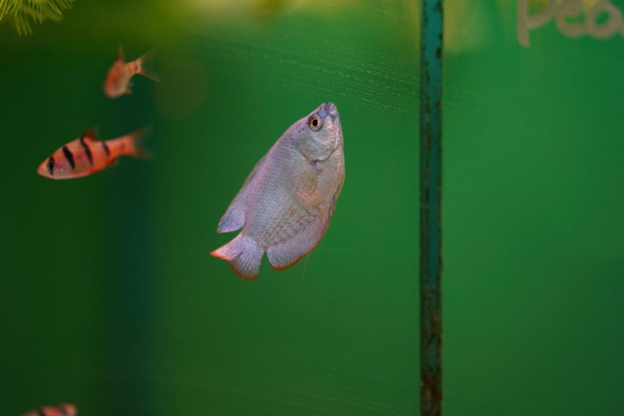 Dwarf Gourami Swimming Toward Top of Tank