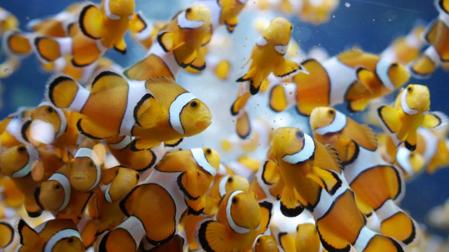 Feeding Clownfish in Aquarium