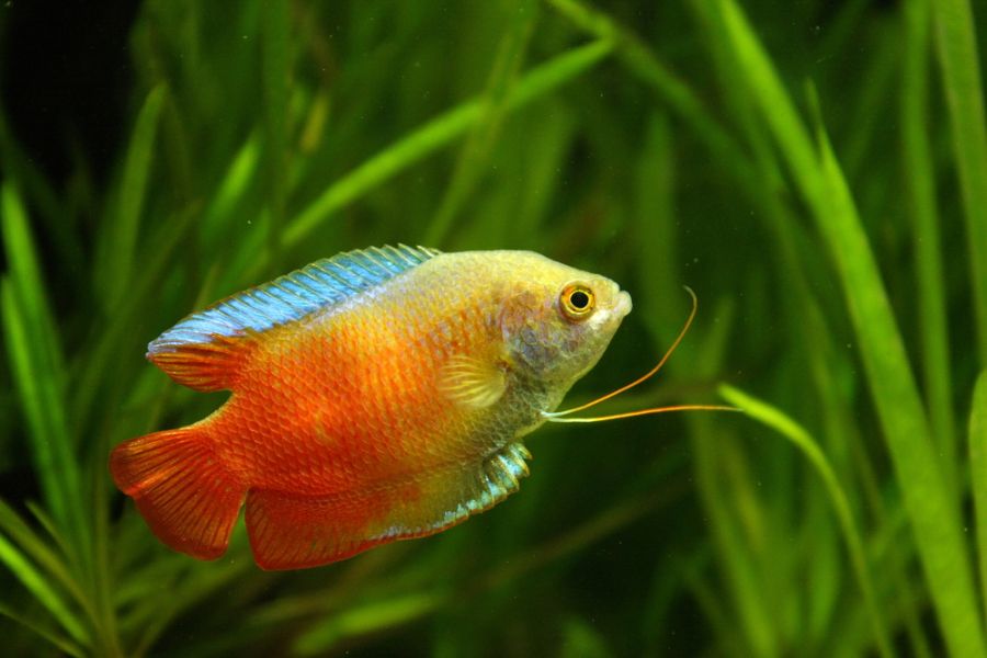 Flame Dwarf Gourami Swimming in Planted Tank