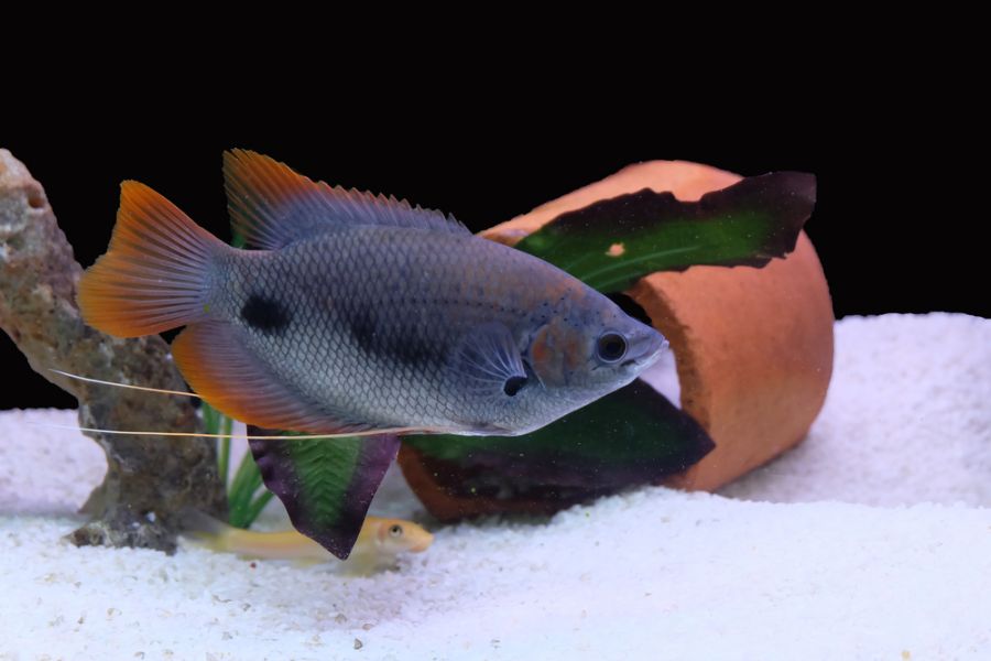 Giant Red-Tail Gourami in Aquarium Tank