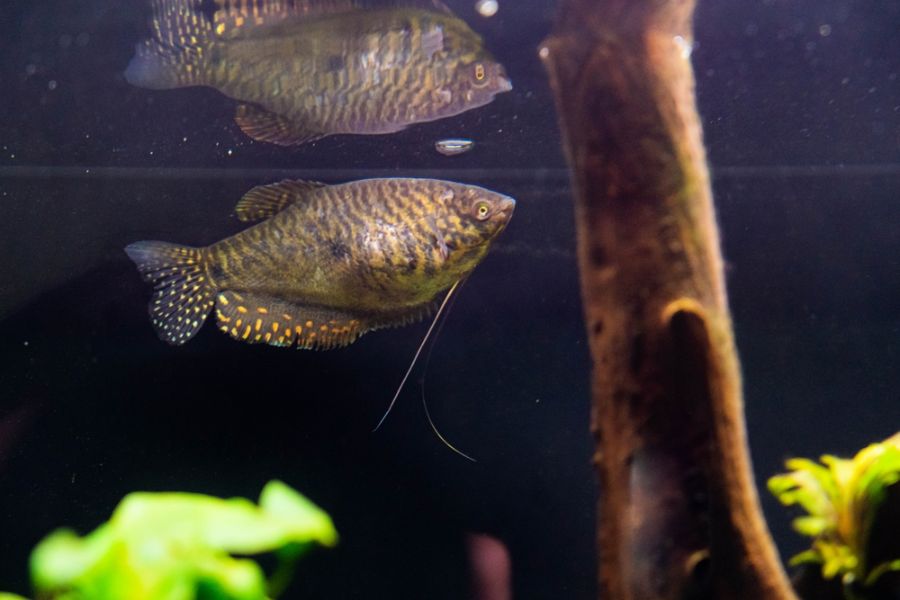 Golden Gourami Near Top of Tank