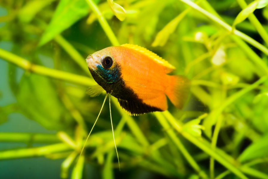 Honey Gourami Still Against Planted Background