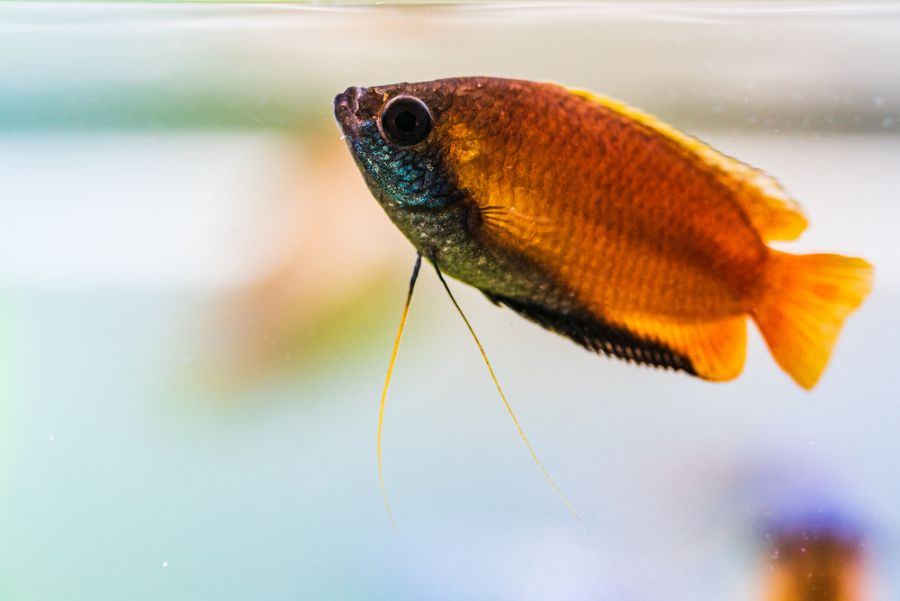 Honey Gourami Swimming Near Surface