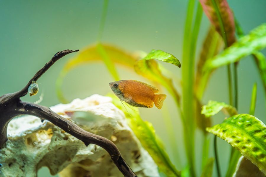 Honey Gourami and Snail in Planted Tank