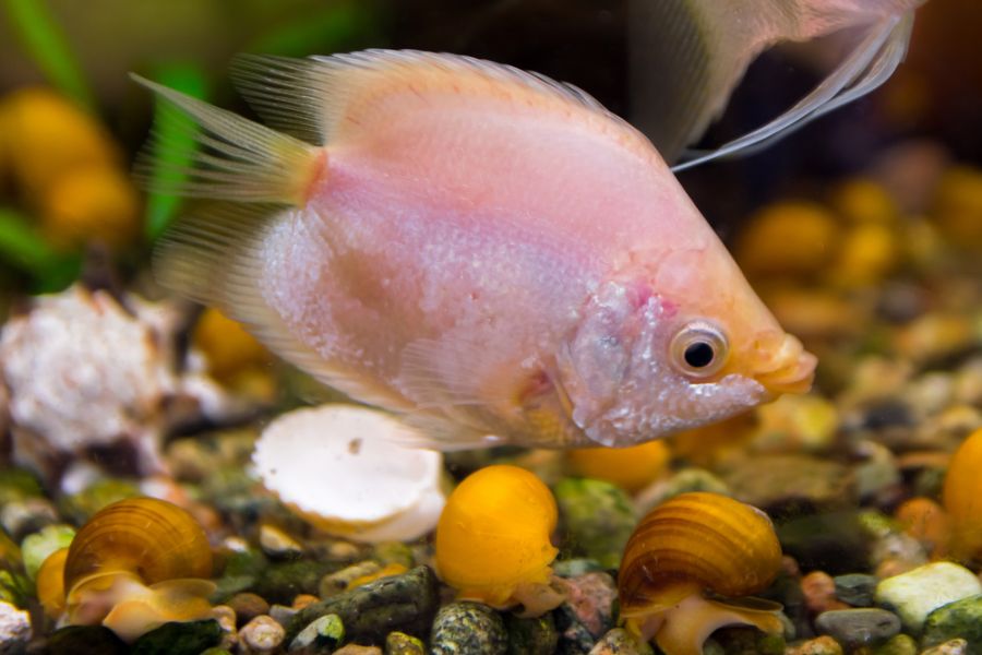 Kissing Gourami at Bottom of Tank by Rocks