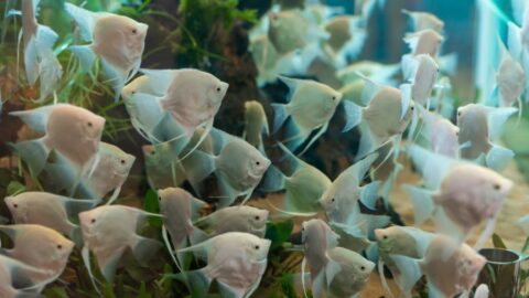 Large School of Platinum Angelfish Swimming in Large Tank