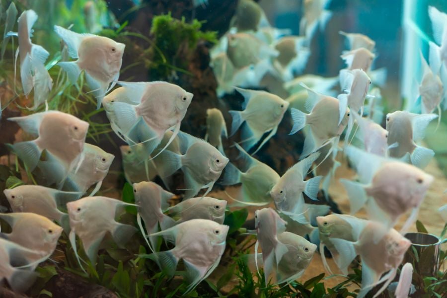 Large School of Platinum Angelfish Swimming in Large Tank