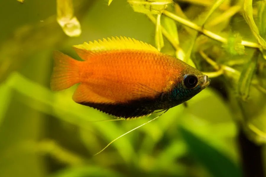 Male Honey Gourami