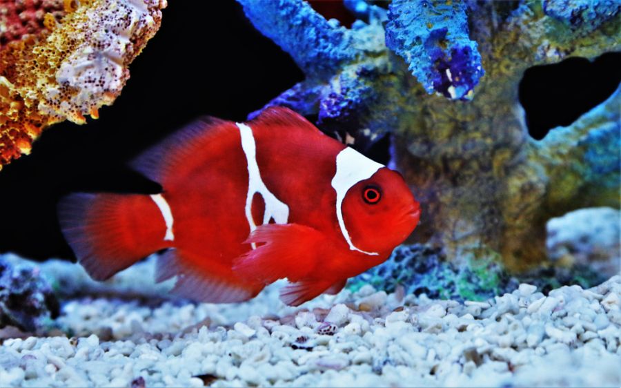 Maroon Clownfish (Spine-Cheeked) Swimming at Bottom of Tank