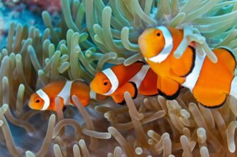 Can Clownfish Change Gender? (Everything You Need to Know) - Avid Aquarist