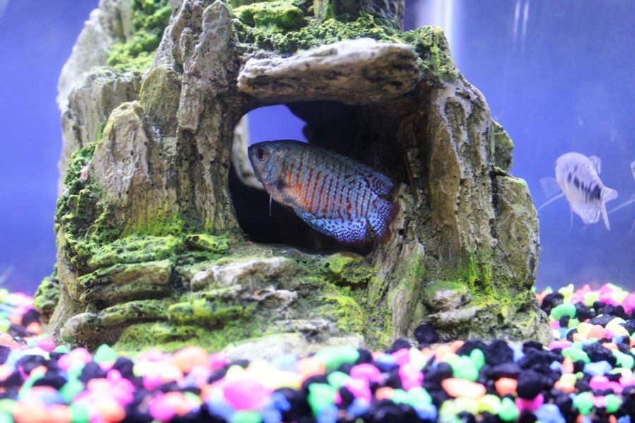 Neon Blue Dwarf Gourami Hiding in Rock Decoration
