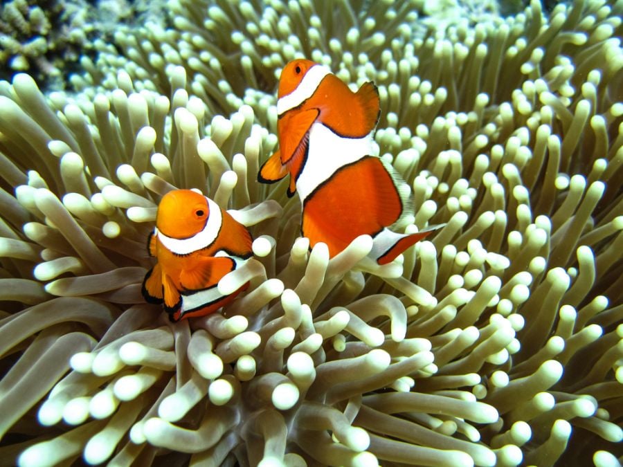 Pair of Clownfish Defending Their Anemone