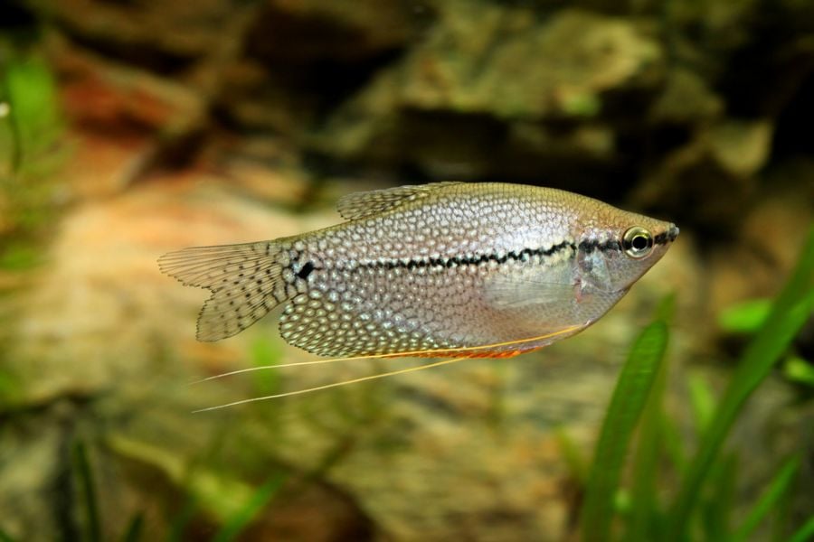 Pearl Gourami With Plants and Rocks in Background