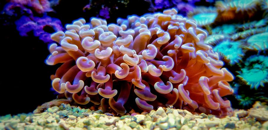 Purple and Pink Hammer Coral in Tank