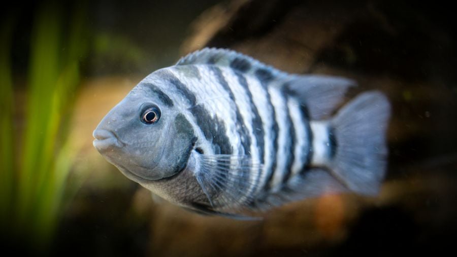 Selective Focus on Zebra Cichlid With Plants in Background