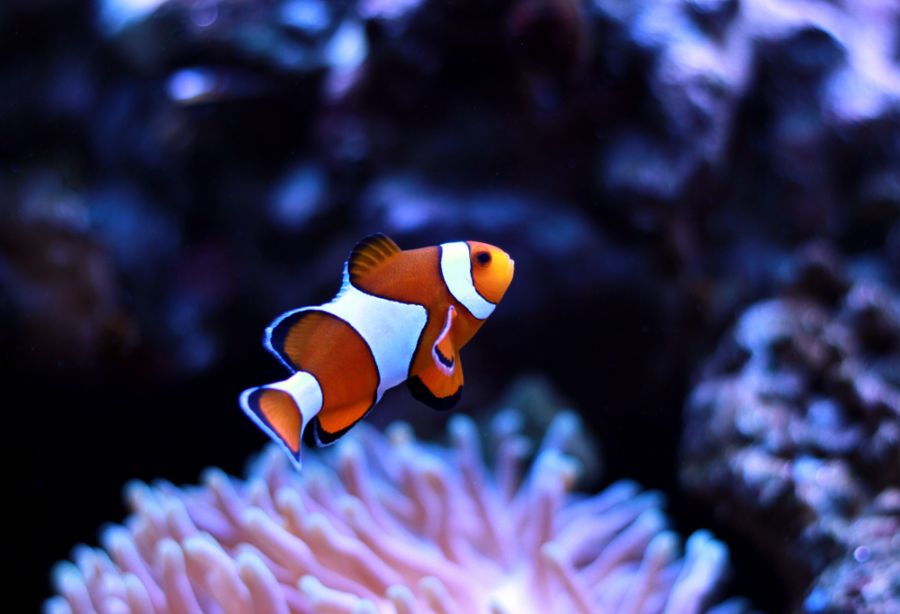 Single Clownfish Swimming in Tank With Anemones in Background