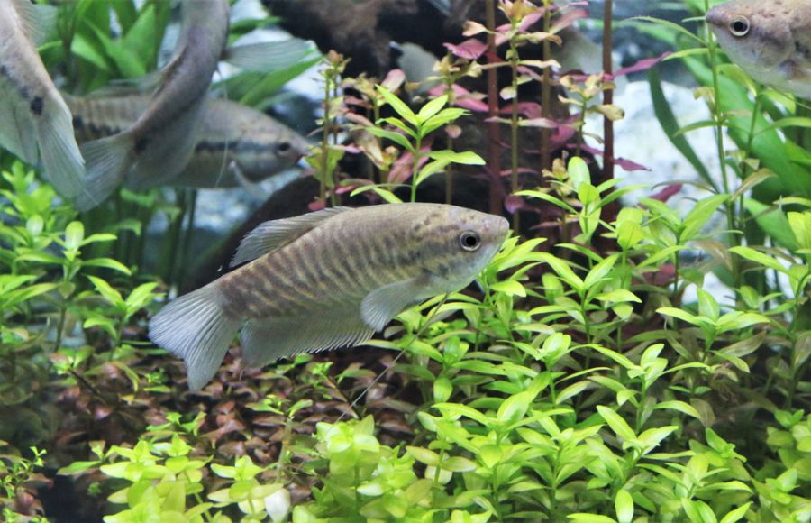 Snakeskin Gourami Swimming in Planted Tank