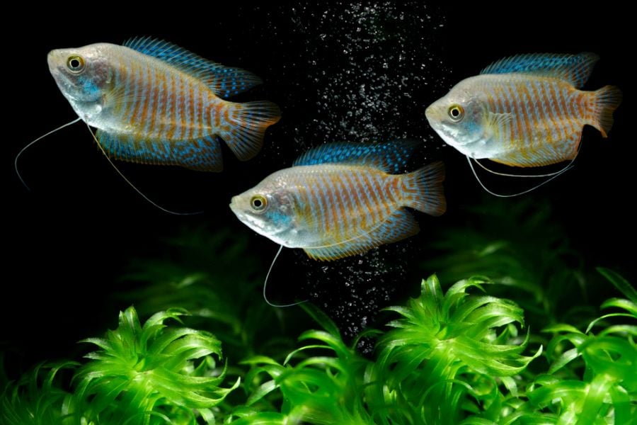 Three Dwarf Gouramis in a Freshwater Tank