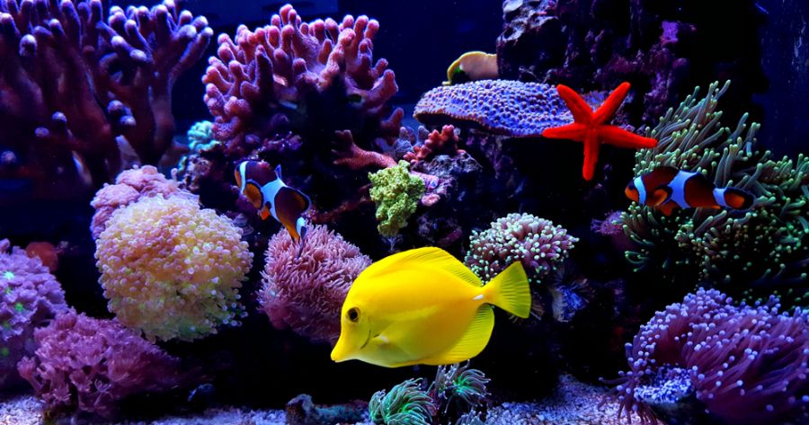 Tropical Saltwater Aquarium With Clownfish and Yellow Tang