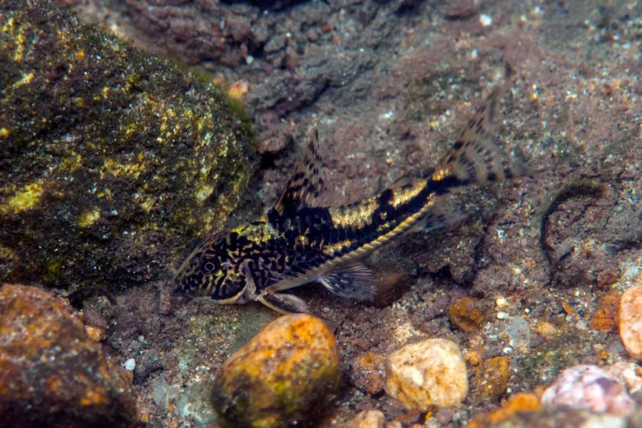 Bearded Cory Catfish