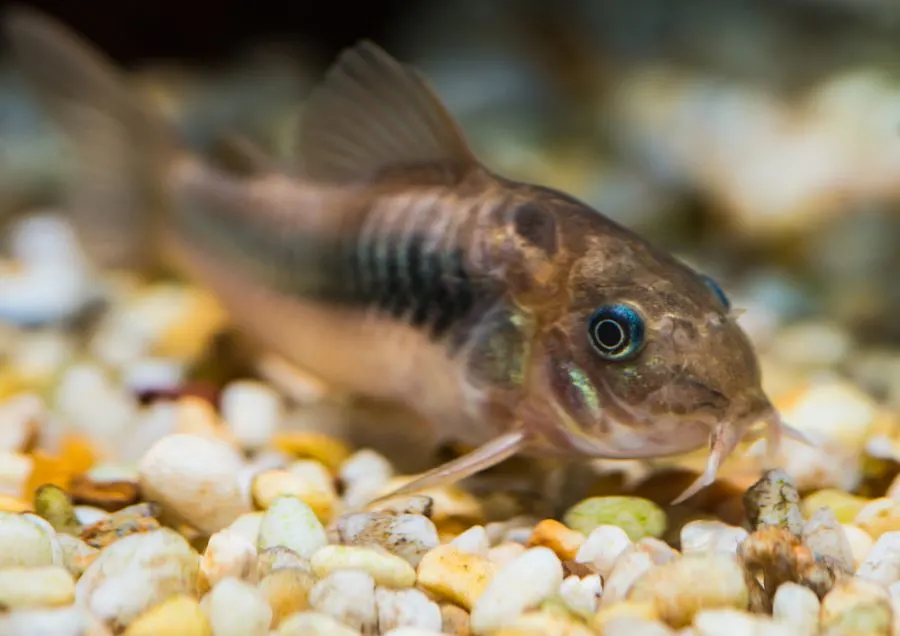 Bronze Cory Catfish