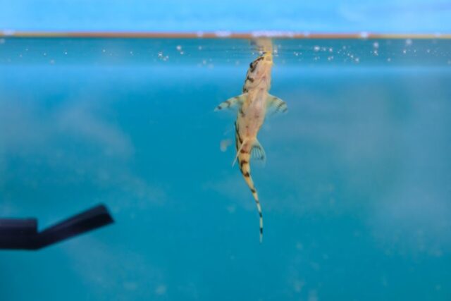Why Is My Cory Catfish Swimming Up and Down? (7 Reasons) - Avid Aquarist