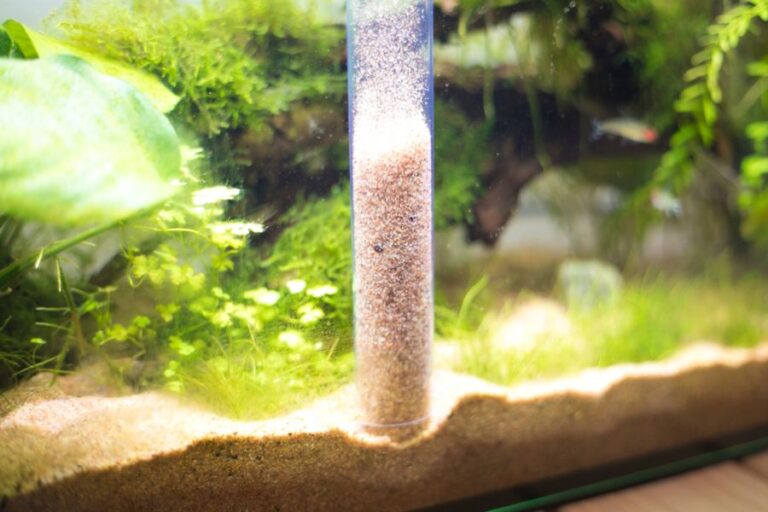 Cichlid Care 101 (A Simple Guide for Beginners) - Avid Aquarist