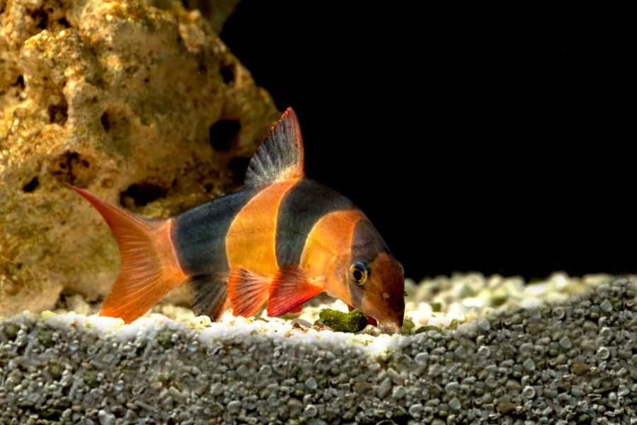 Clown Loach Eating at Bottom of Tank With Rock Decor