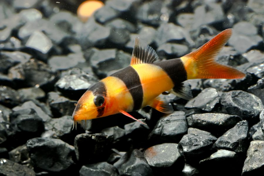 Clown Loach Resting on Black Rocks