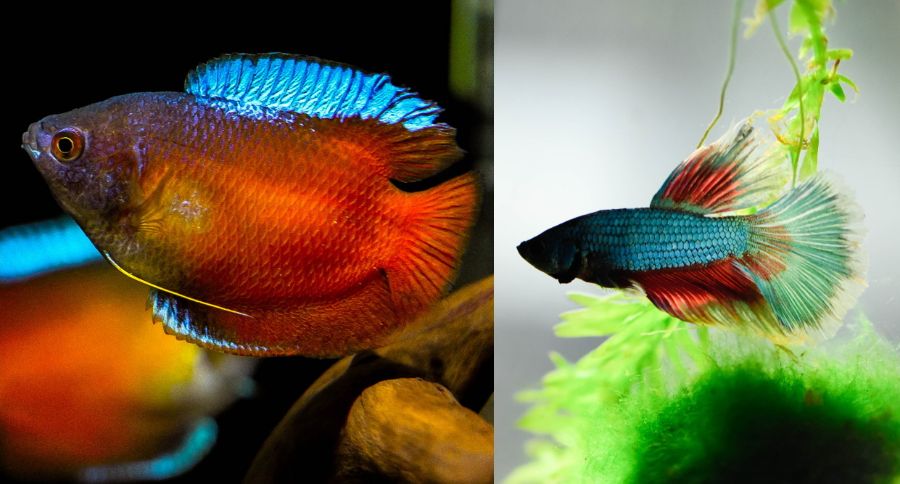 Comparison of Gourami and Betta