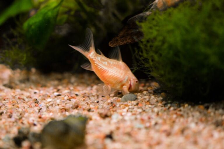 Why Is My Cory Catfish Swimming Up And Down 7 Reasons Avid Aquarist