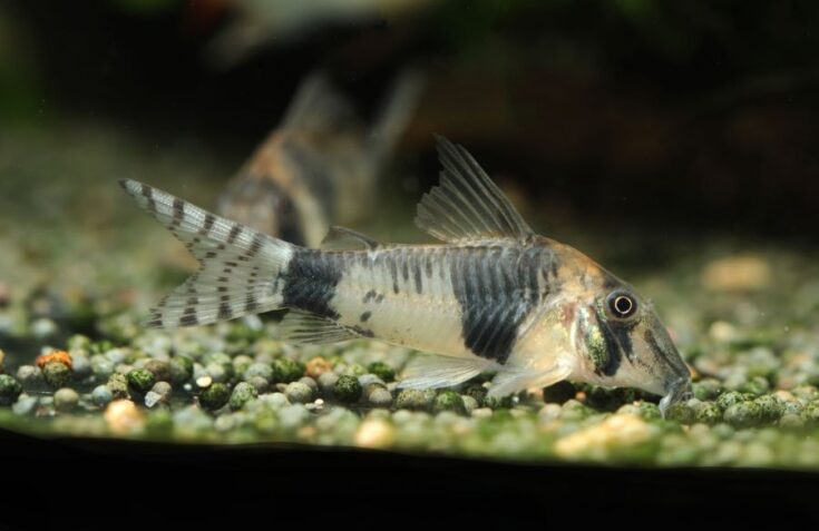 Cory Catfish Breeding Guide (Answers to Common Questions) - Avid Aquarist