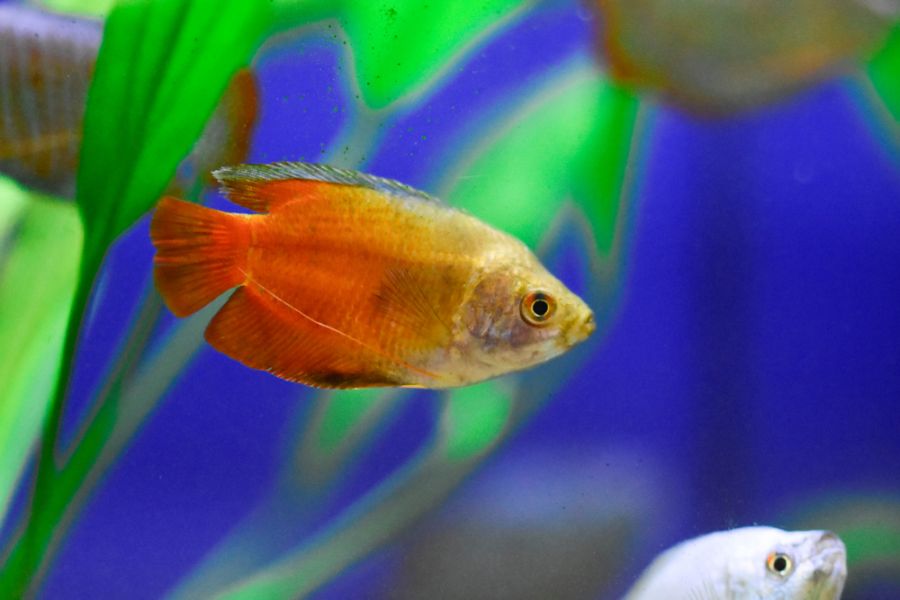 Dwarf Honey Gourami Against Bright Blue Background