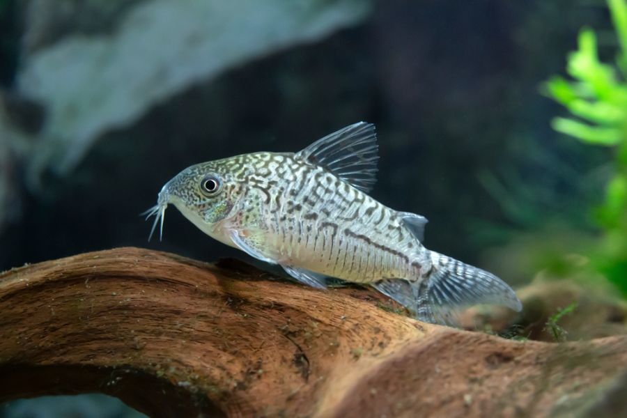 False Network Cory Catfish Resting on Driftwood