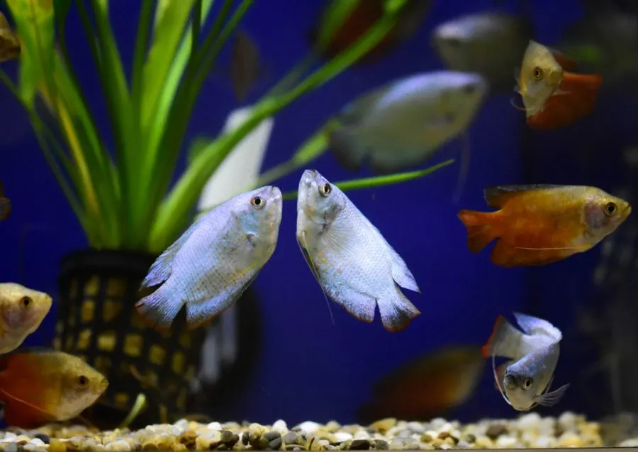 Many Different Dwarf Gouramis in Planted Tank