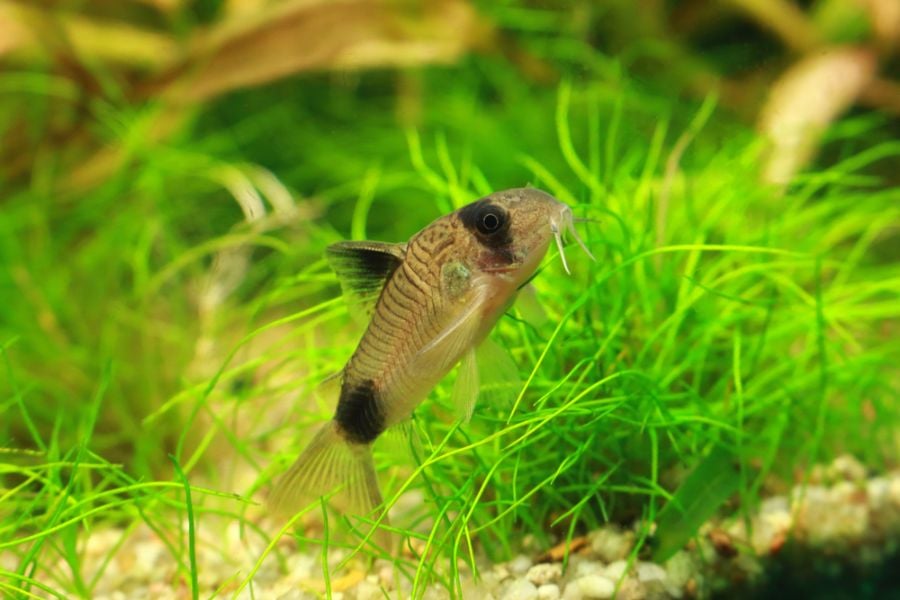 Panda Cory Swimming Up in a Planted Tank