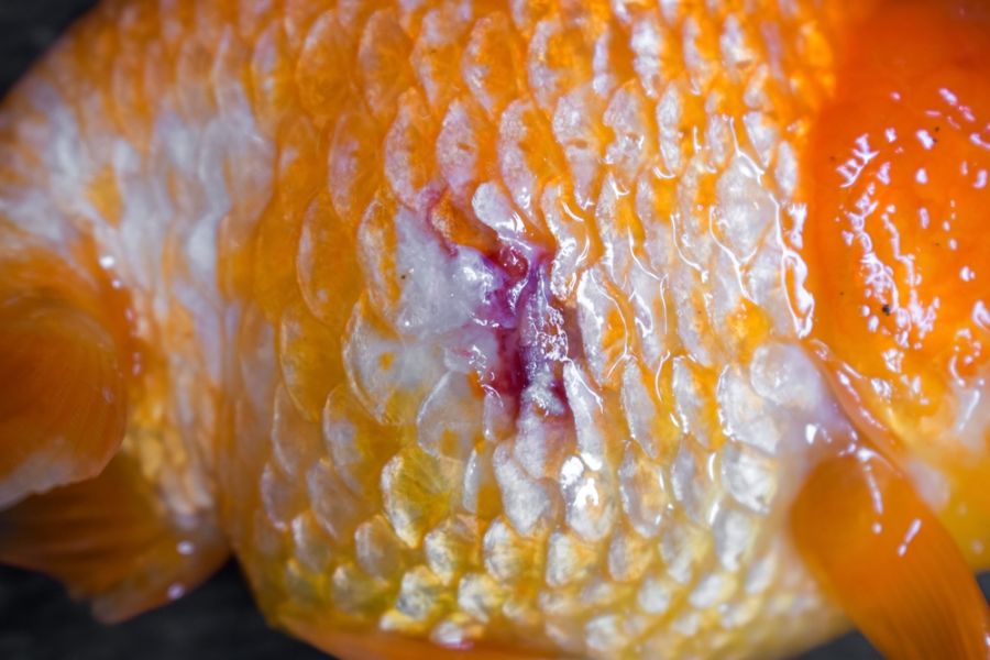 Scale Loss and Ulcer on Sick Buffalo Ranchu Goldfish