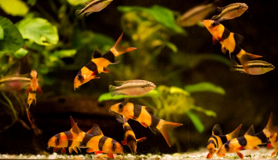 Several Clown Loach Swimming in a Community Tank