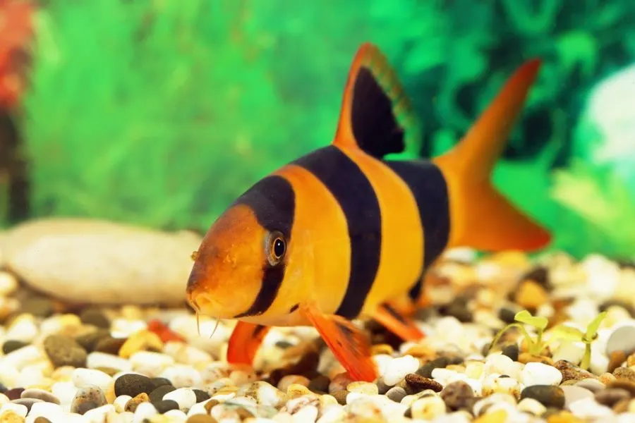 Small Clown Loach