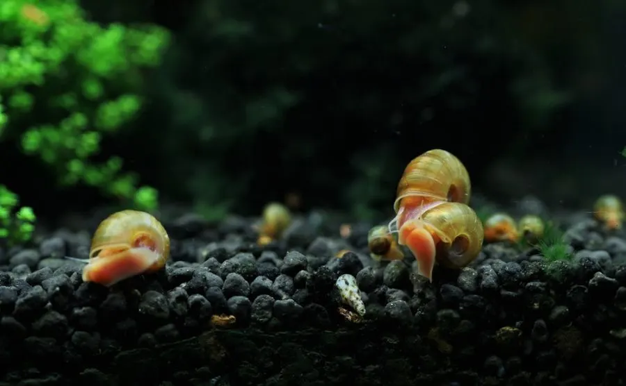 A Few Ramshorn Snails Walking on Bottom of Fish Tank