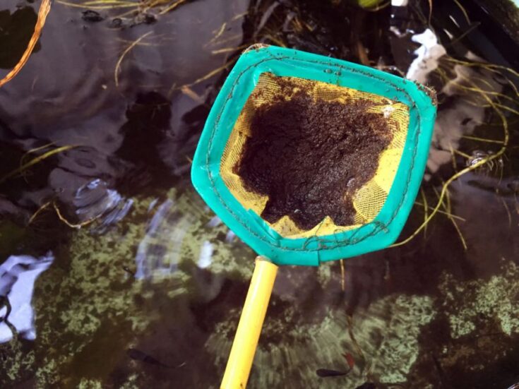 What Do Cory Catfish Eat? (Full Feeding Guide) Avid Aquarist