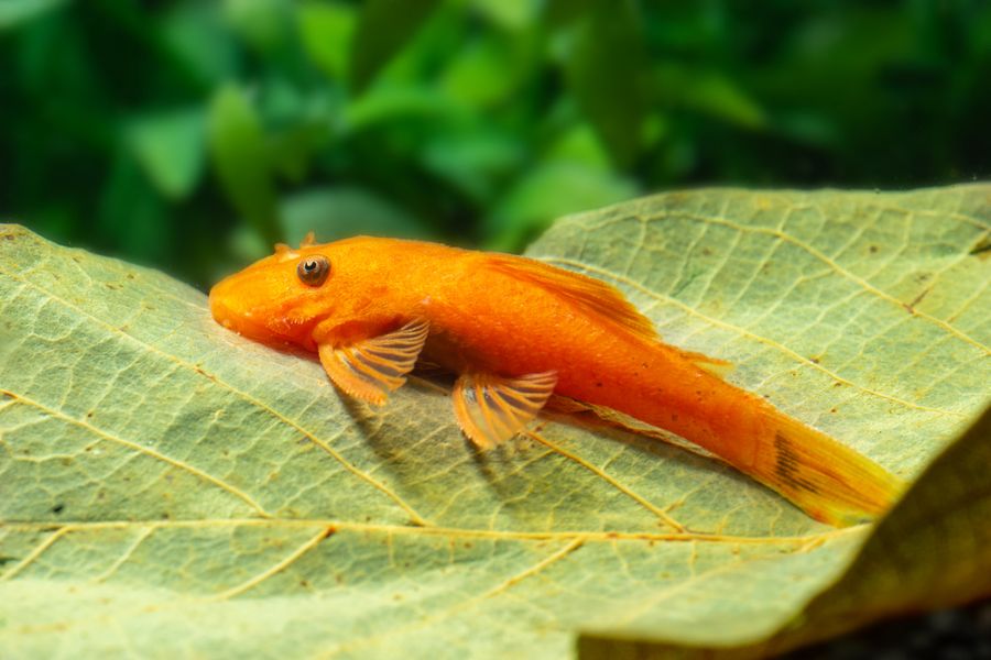 Albino Bristlenose Pleco on a Leaf in a Fish Tank