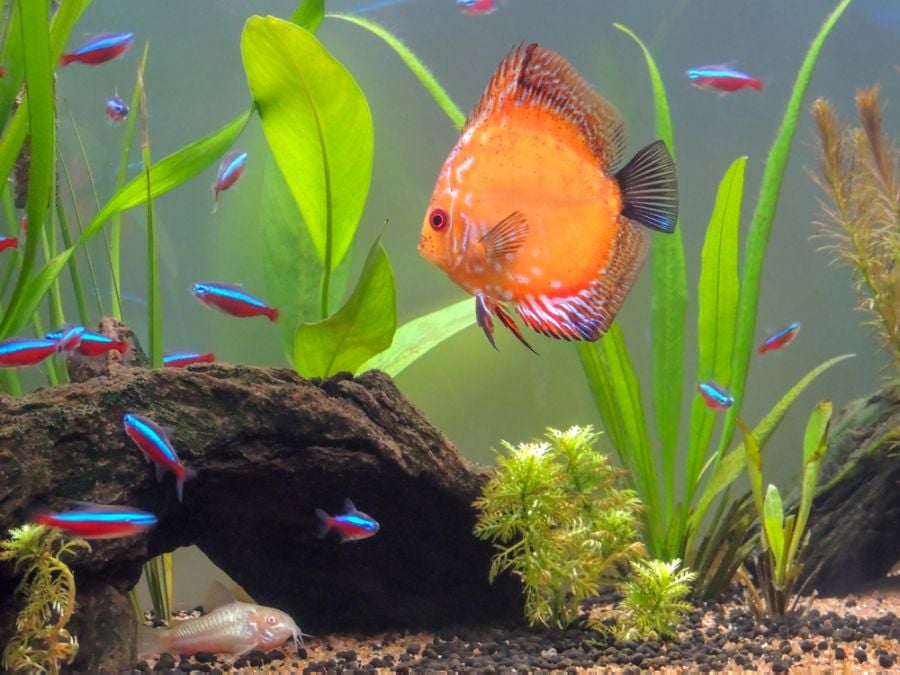 Albino Cory Catfish in Community Tank With Discus Fish and Neon Tetras