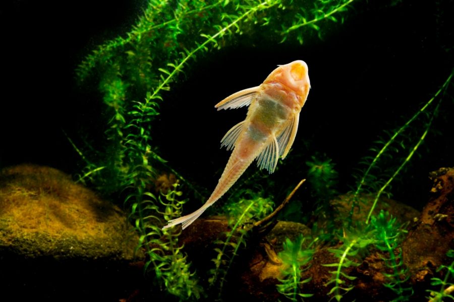 Albino Pleco Stuck to Glass in Planted Tank
