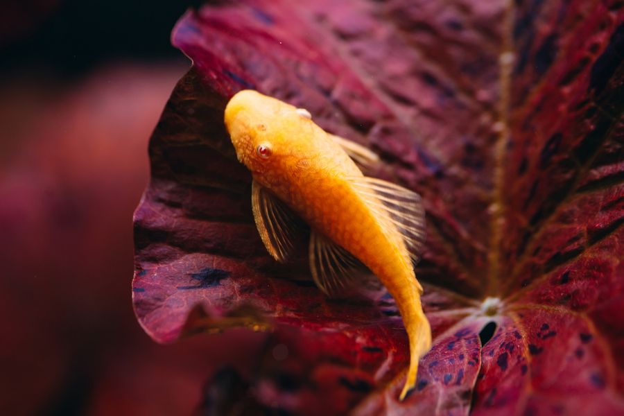 Albino Pleco Sucking on Purple Aquarium Plant