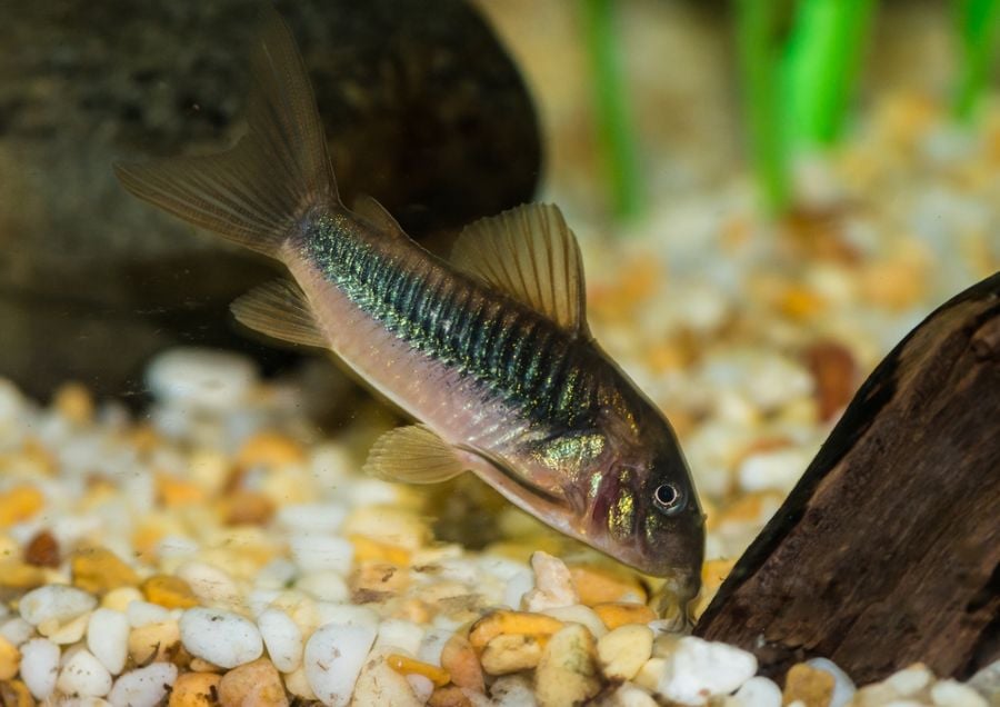 Bronze Cory Catfish Looking for Food