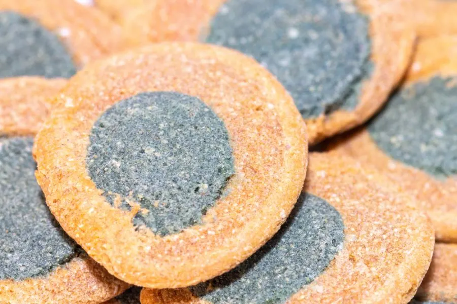 Closeup of Algae Wafers for Fish