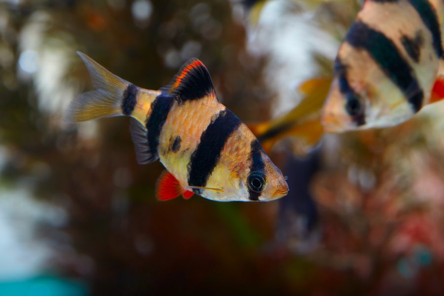 Closeup of a Healthy Male Tiger Barb in the Foreground