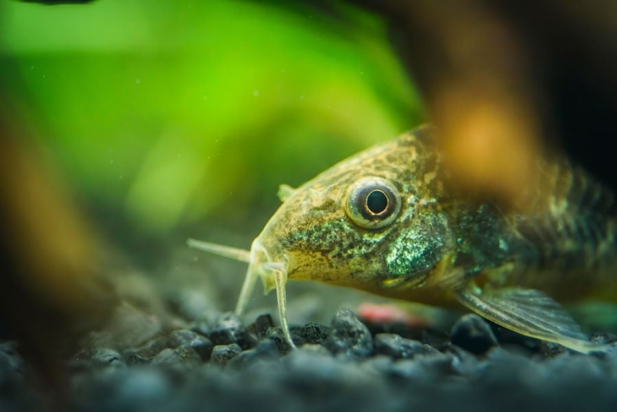 Closeup on the Face of a Cory Catfish