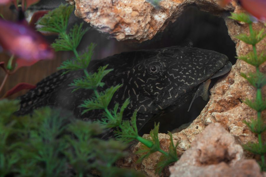 Common Pleco Hiding in a Decorative Rock